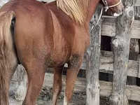 Cavalo, Vladimir heavy draft — foto 6