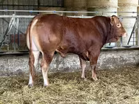 Taureau, Vache limousine — photo 1