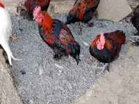 marans — foto 5