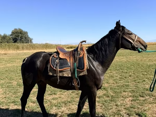 Hengst, Karachay horse