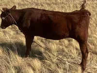 Vache, Vache rouge des steppes — photo 1