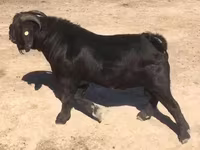 Goat, Boer goat — photo 3