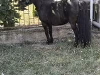 حصان, Australian Pony — الصورة 4