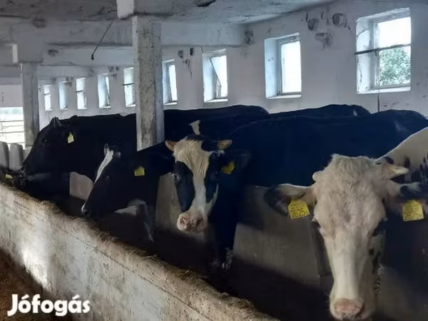 Vaca, Russian Black pied cattle