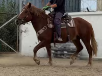 Cheval, Russian Heavy Draft — photo 1