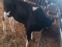 सांड, Simmental cattle — फ़ोटो 2