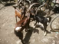 Cabra, Black Bengal goats — foto 2