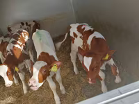 सांड, Simmental cattle — फ़ोटो 1