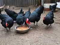 Australorp — Foto 6