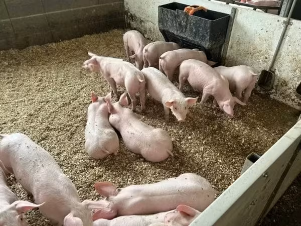 Donuzlar (partiya, cinsi göstərilməyib), 