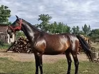 घोड़ी, Nonius horse — फ़ोटो 1