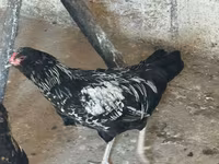 Ameraucana — Foto 3