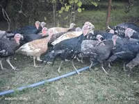 Turkeys — photo 1