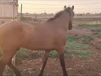 Stute, Mugalzhar horse — Foto 1