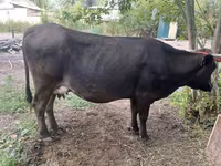 Vache, Swiss cattle — photo 2