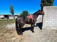 حصان, Karabair horse — الصورة 4