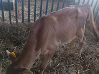 सांड, मवेशी — फ़ोटो 2