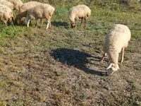 भेड़, Karabakh sheep — फ़ोटो 6