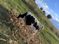 Kuh, Kaste Kuh — Foto 4