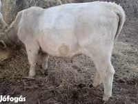 सांड, Charolais cattle — फ़ोटो 3