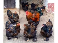 Brahma — foto 2