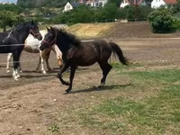حصان, Hucul pony — الصورة 1
