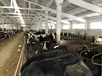 Vache, Yaroslavl cattle — photo 7