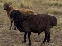 मेढ़ा, Kazakh fat-tailed coarsewool sheep — फ़ोटो 2