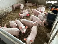 Pigs (batch, sex not specified), Pigs — photo 5
