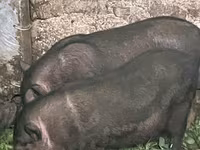 नर सूअर, Вьетнамская вислобрюхая — फ़ोटो 2