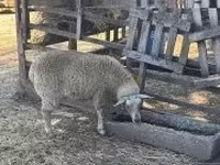 母羊, Beltex sheep — 照片 1