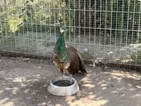 Chickens — الصورة 5