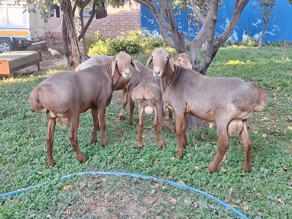 كبش, Karakul sheep