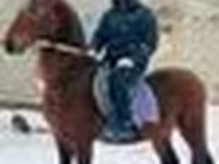 Horse (M), Arabian horse — photo 6