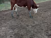 Krowa, Simmental cattle — zdjęcie 2
