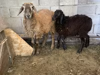 मेढ़ा, Small-tailed Han sheep — फ़ोटो 1