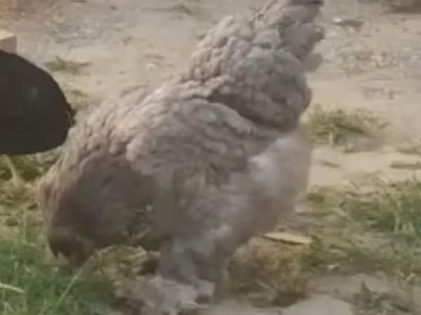 Poule soie