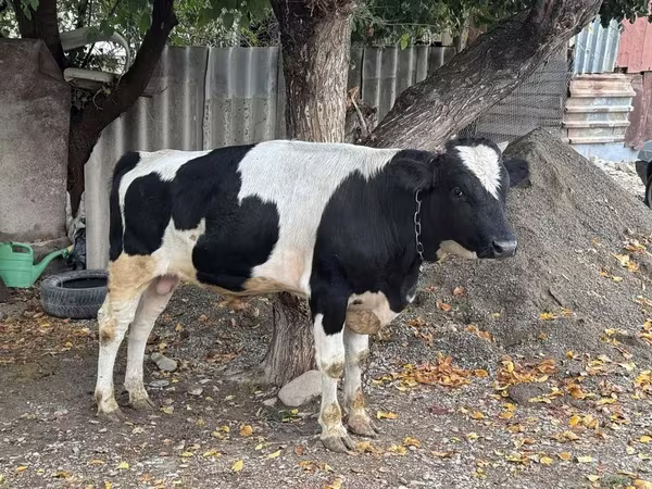 Buğa, Russian Black pied cattle