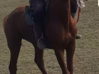 حصان, Trakehner — الصورة 1