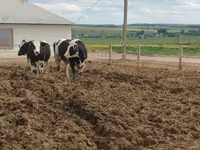 Vache, Russian Black pied cattle — photo 6