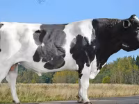 Vache, Race Holstein — photo 7