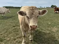 Taureau, Charolais cattle — photo 2