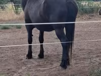 Mare, Horses — photo 5