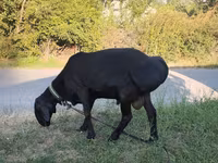 كبش, Edilbay sheep — الصورة 1