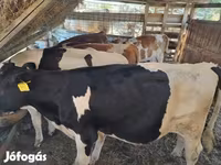 मवेशी (लॉट, लिंग निर्दिष्ट नहीं), मवेशी — फ़ोटो 6