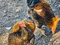 وياندوت — الصورة 2