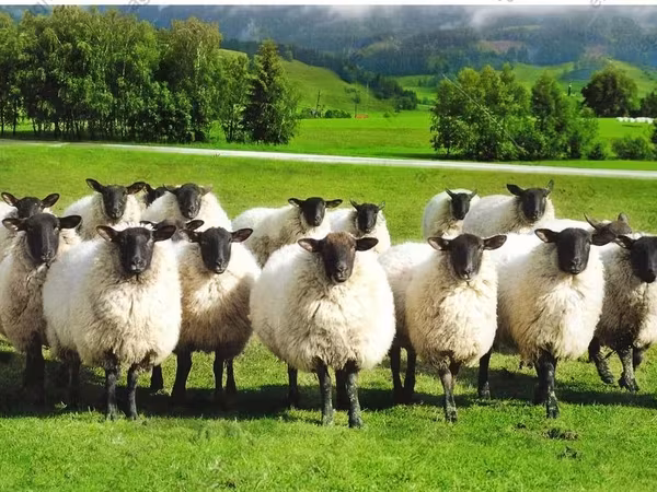 भेड़, Romanov sheep