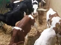 Bovins (lot, sexe non indiqué), Simmental cattle — photo 2