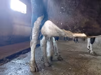 Vache, Race Alatauskaya — photo 4