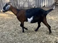 Boucs, Alpine goat — photo 3